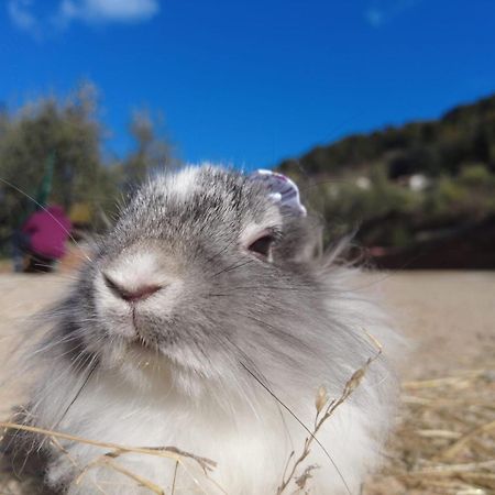 Agriturismo Monaci Templari セボルガ エクステリア 写真