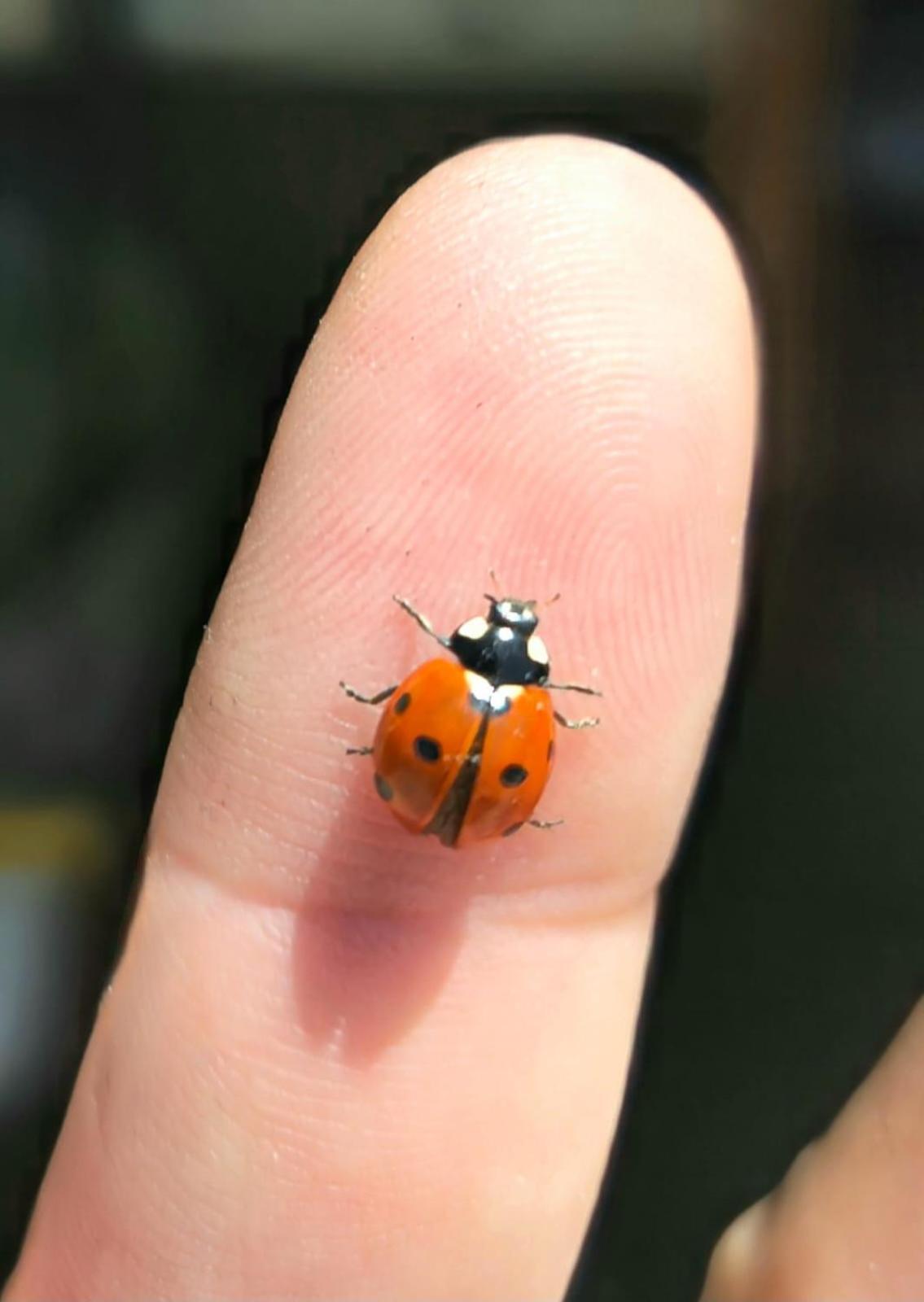 Agriturismo Monaci Templari セボルガ エクステリア 写真