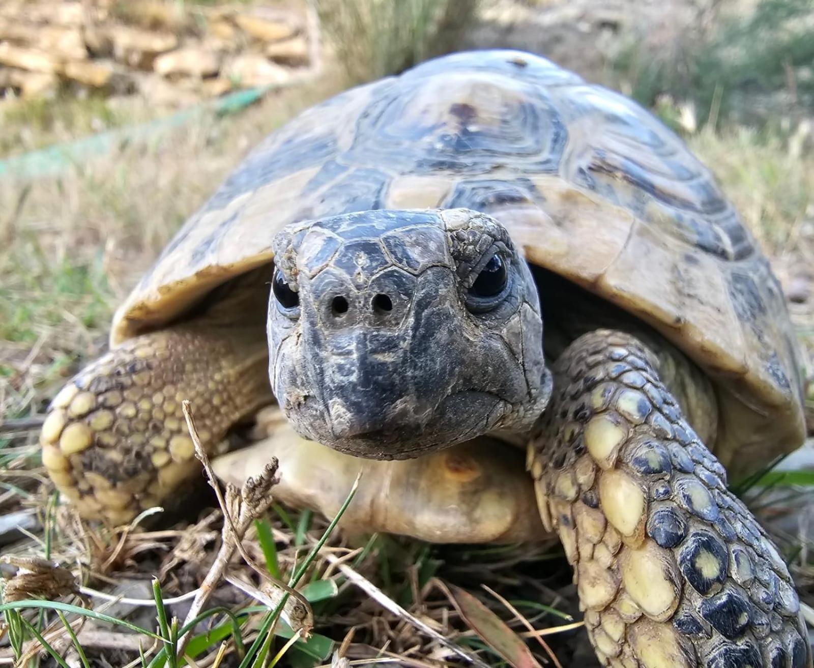 Agriturismo Monaci Templari セボルガ エクステリア 写真