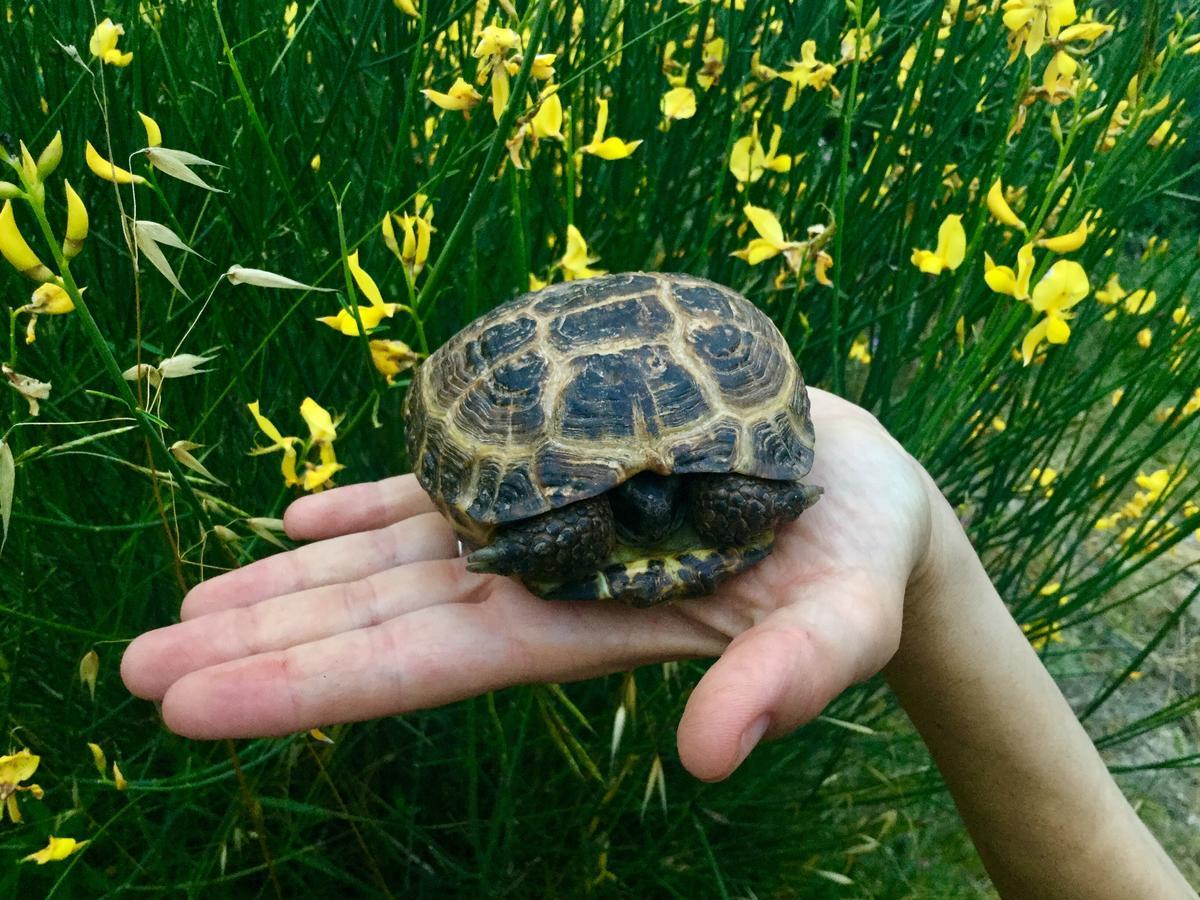 Agriturismo Monaci Templari セボルガ エクステリア 写真